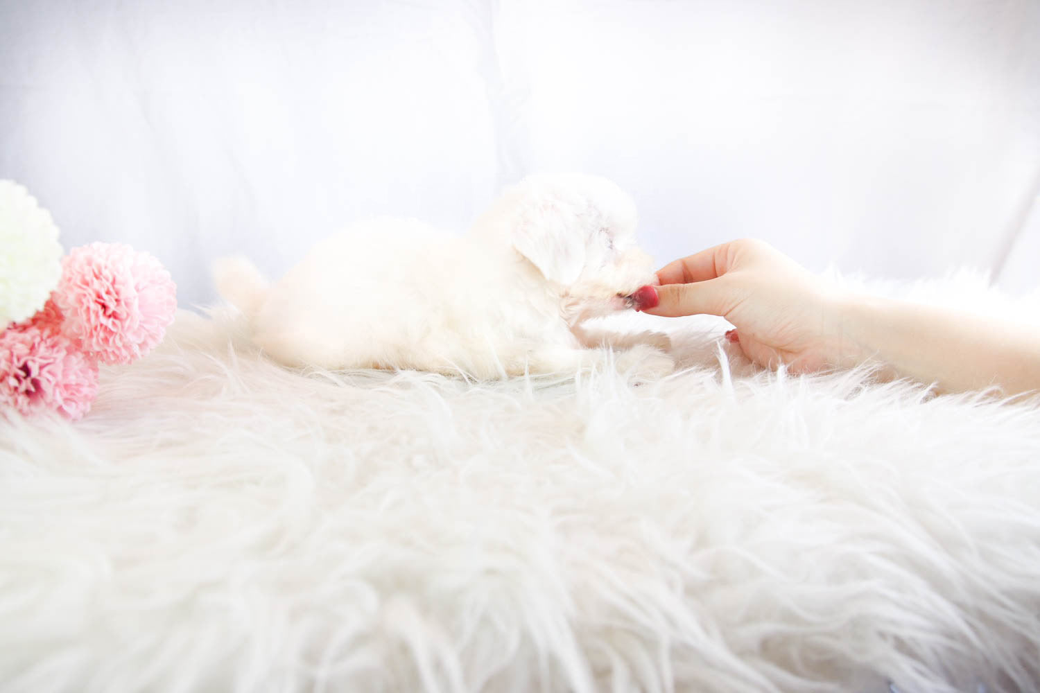 Sold to Rhiannon, Lilly [TEACUP Maltese]