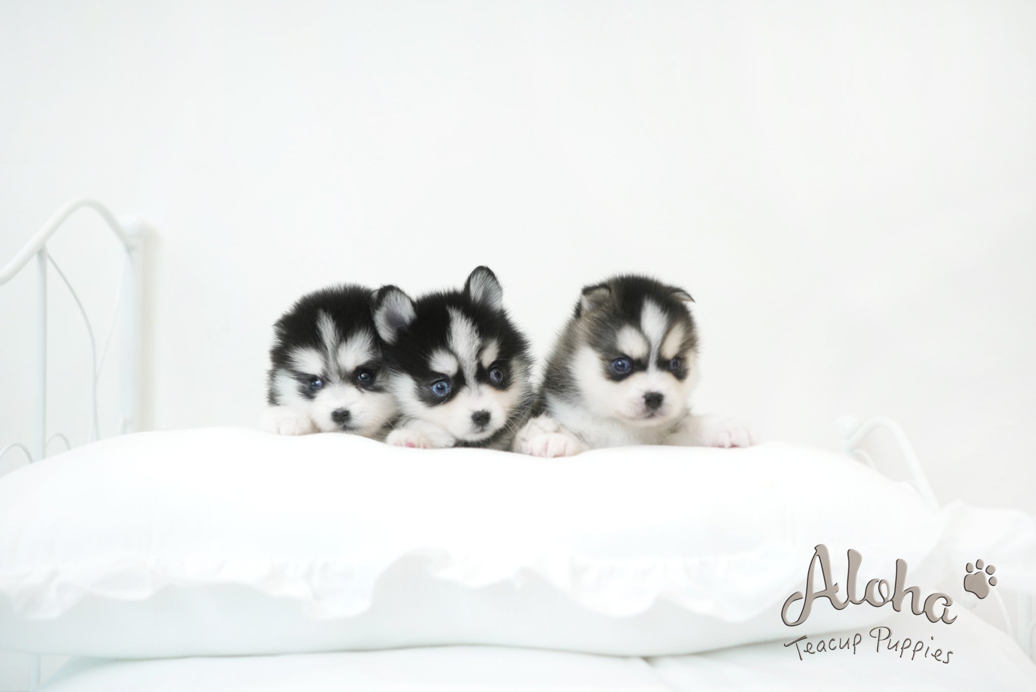 Emma&Edison [TEACUP POMSKY]