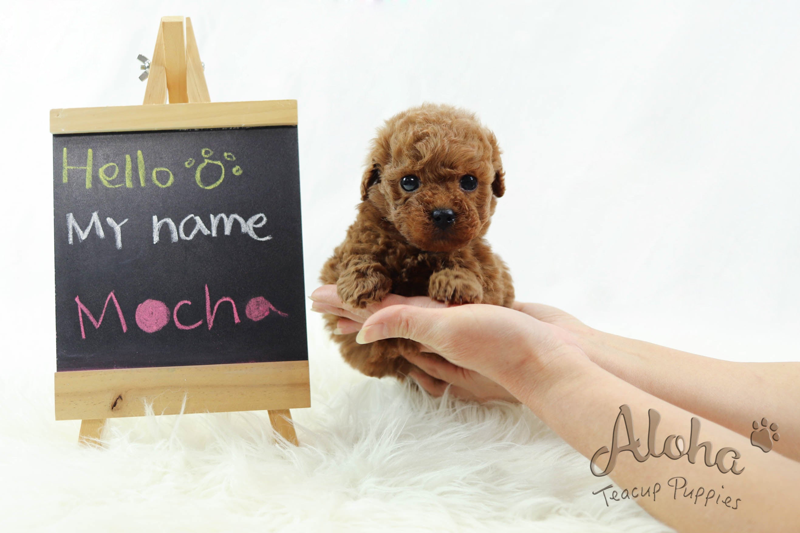 Sold to Jamie, Mocha [TEACUP POODLE]