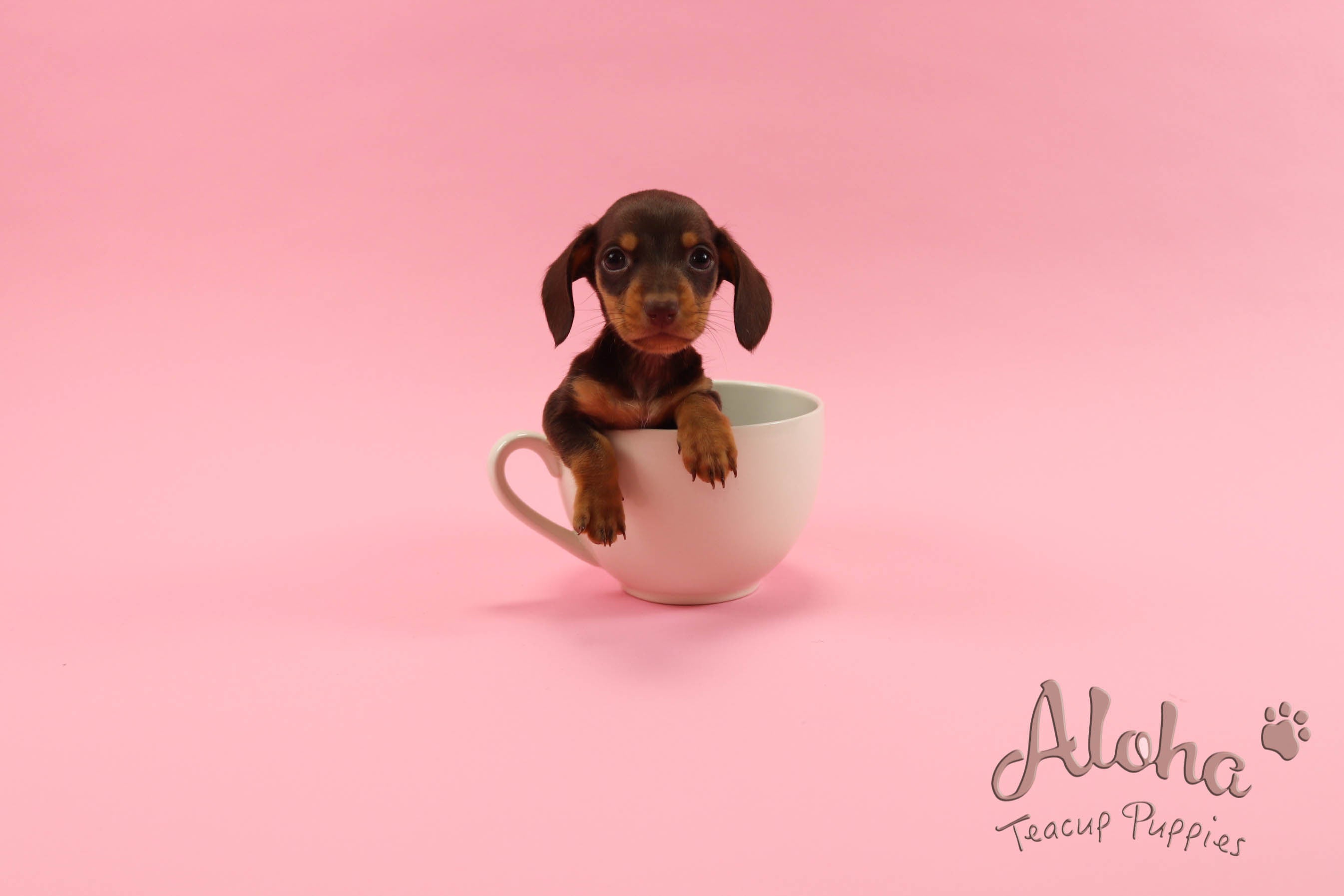 Vendido a Chantal, Bob [Dachshund Miniatura]
