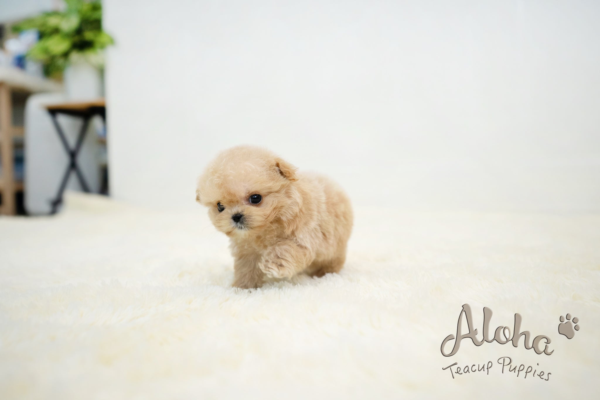 Mario [TEACUP MALTIPOO]