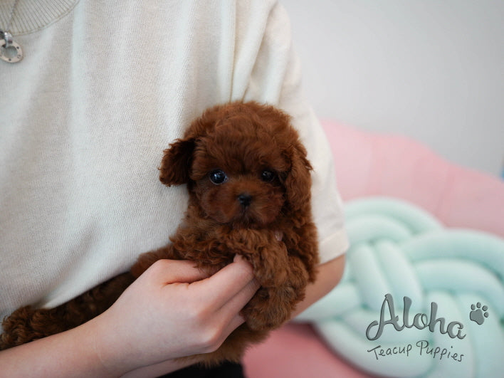 Colin [TEACUP POODLE]