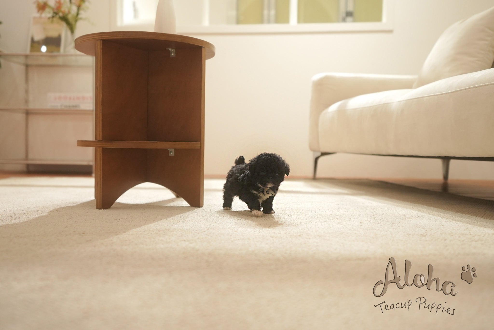 Remi [TEACUP POODLE]