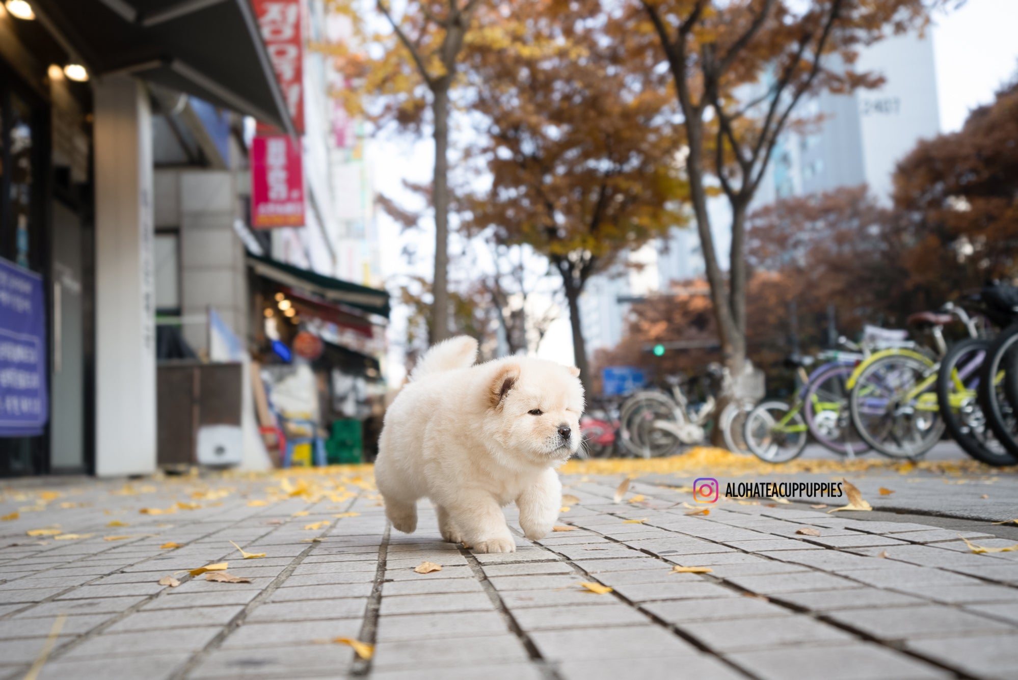 Cow [Mini Chow Chow]