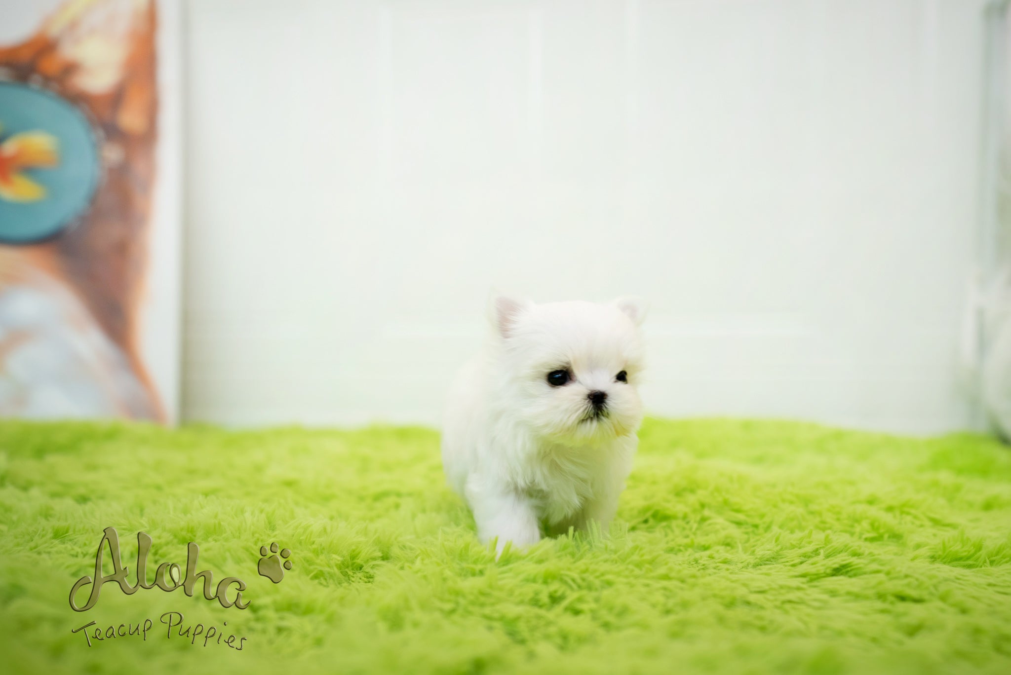 Sophia [TEACUP MALTESE]