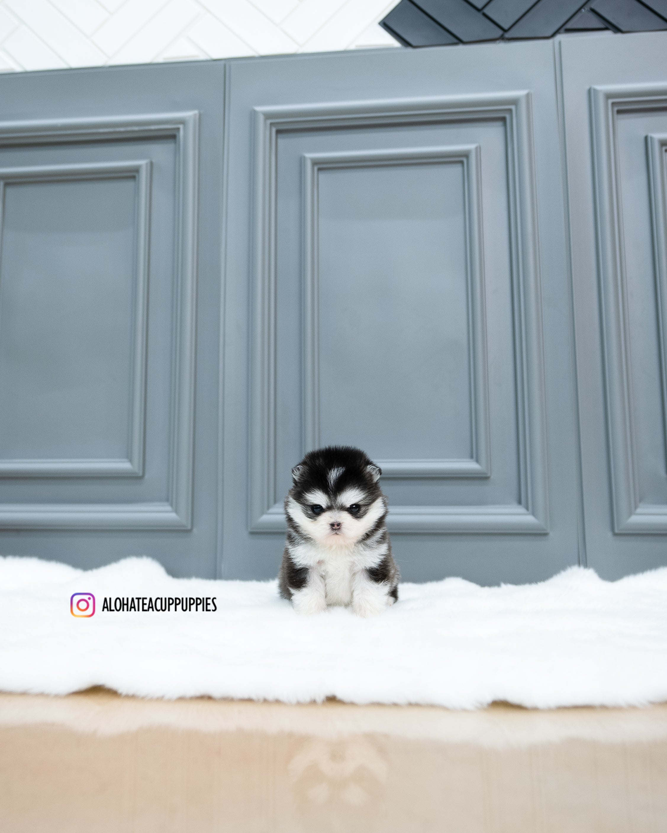 Tate [Pomsky TAZA DE TÉ]
