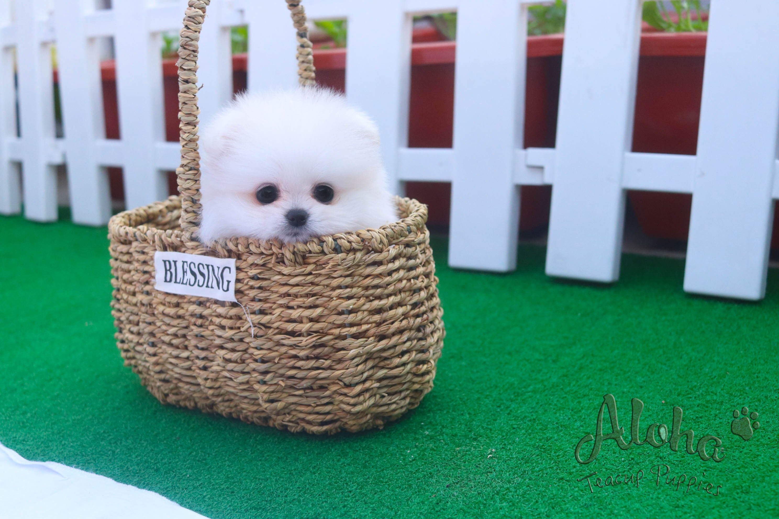 Sold to Roberto, Fiona [TEACUP POMERANIAN]