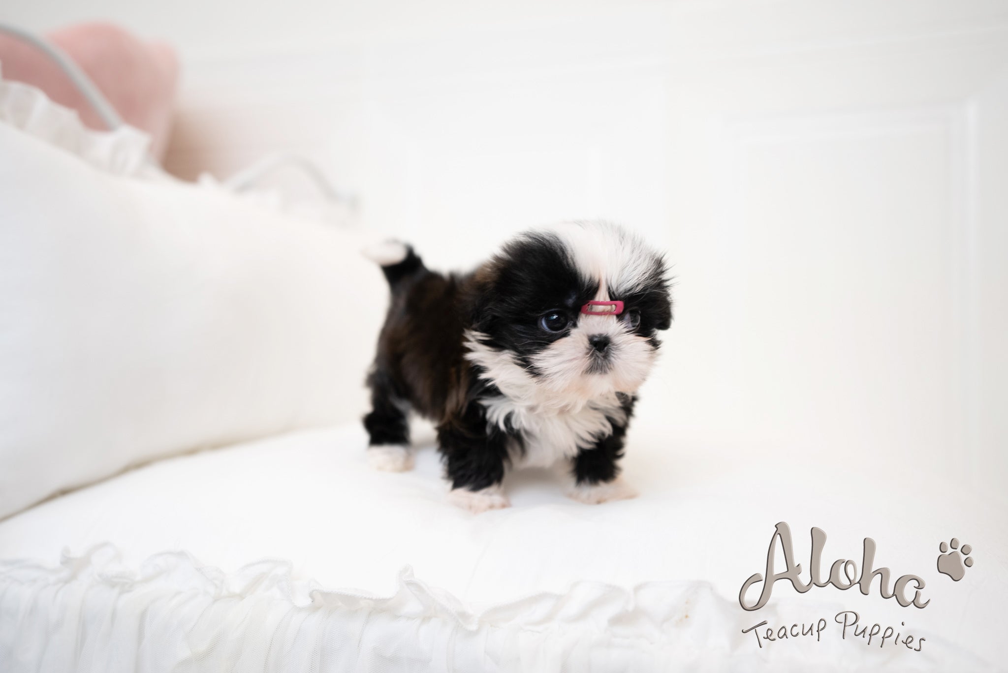 Zana [TEACUP Shihtzu]