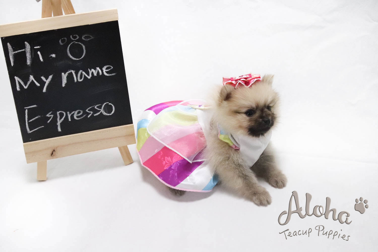 Sold to Renee, Espresso - [Pomeranian]