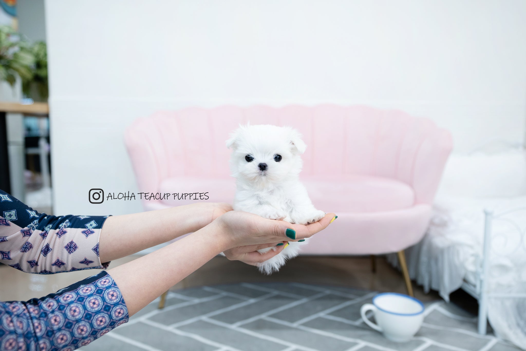 Tayo [TEACUP MALTESE]