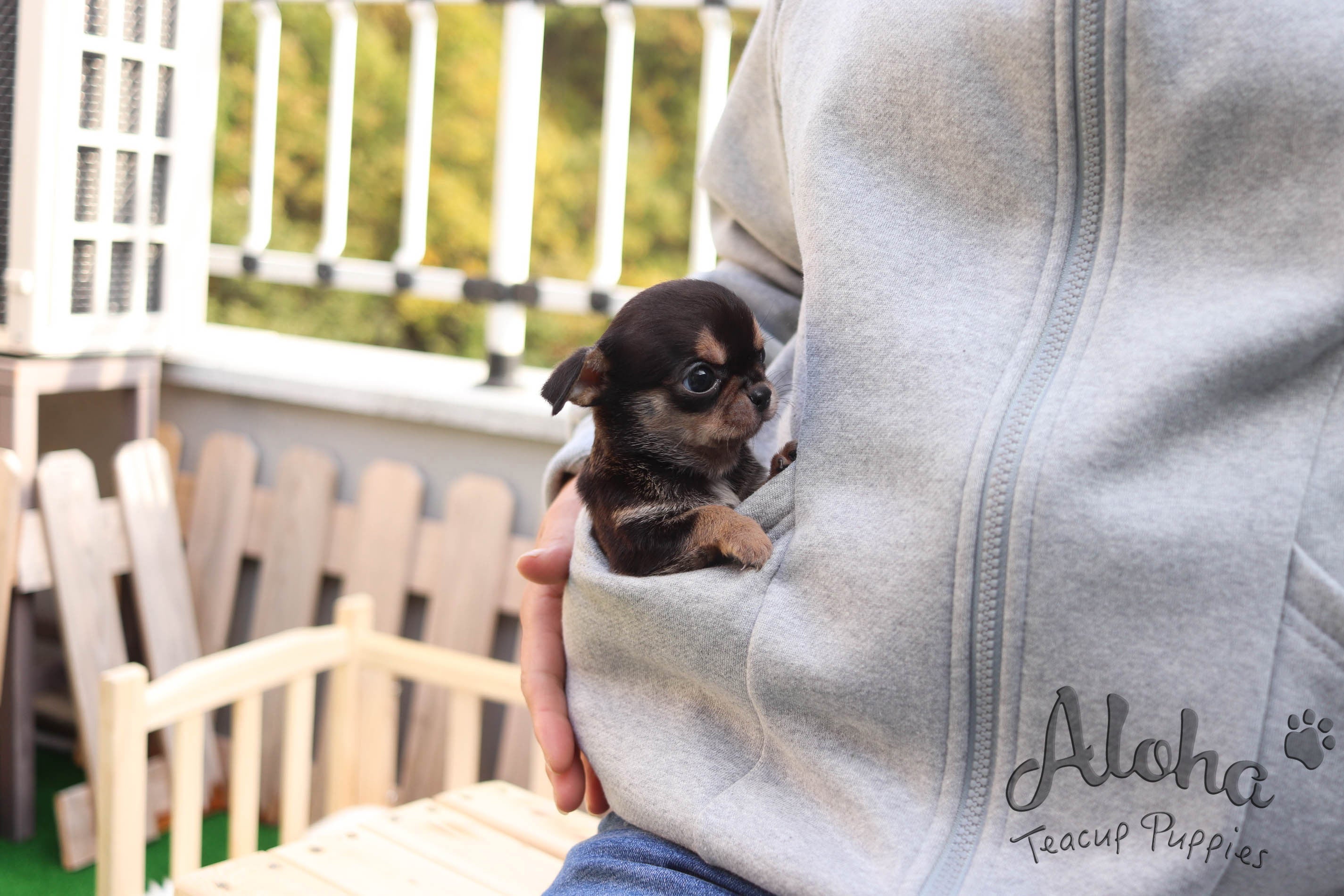 Sold to Jessie, Pie [TEACUP Chihuahua]
