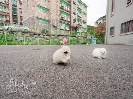 Caramel [TEACUP Pomeranian]