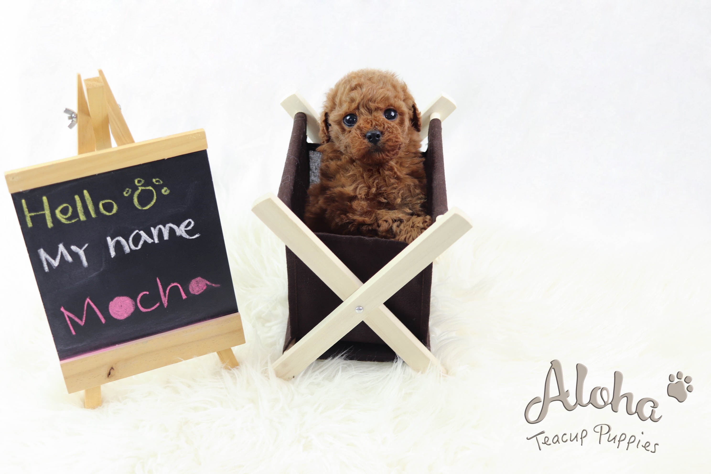 Sold to Jamie, Mocha [TEACUP POODLE]