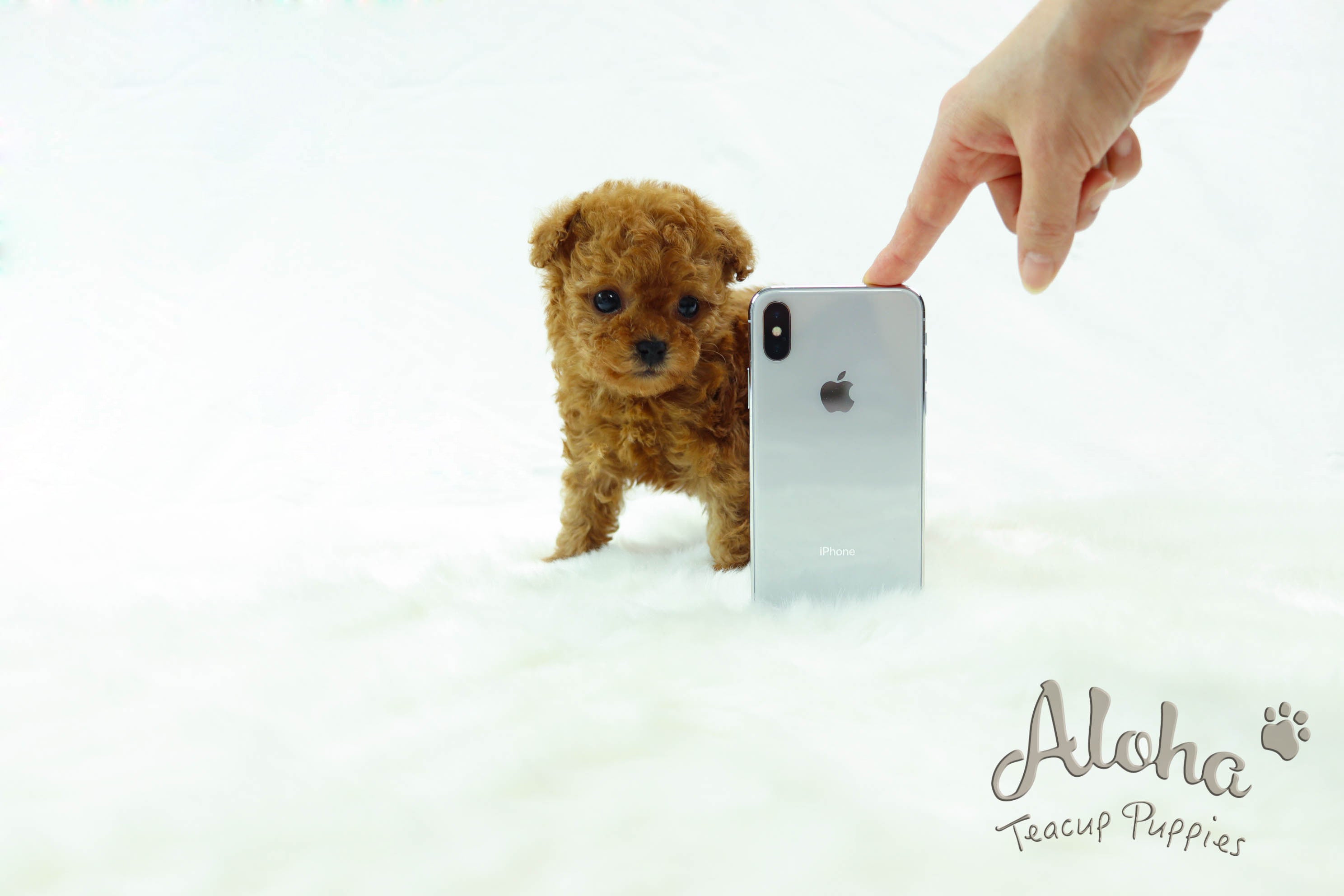 Sold to Andrea, THEO [TEACUP POODLE]