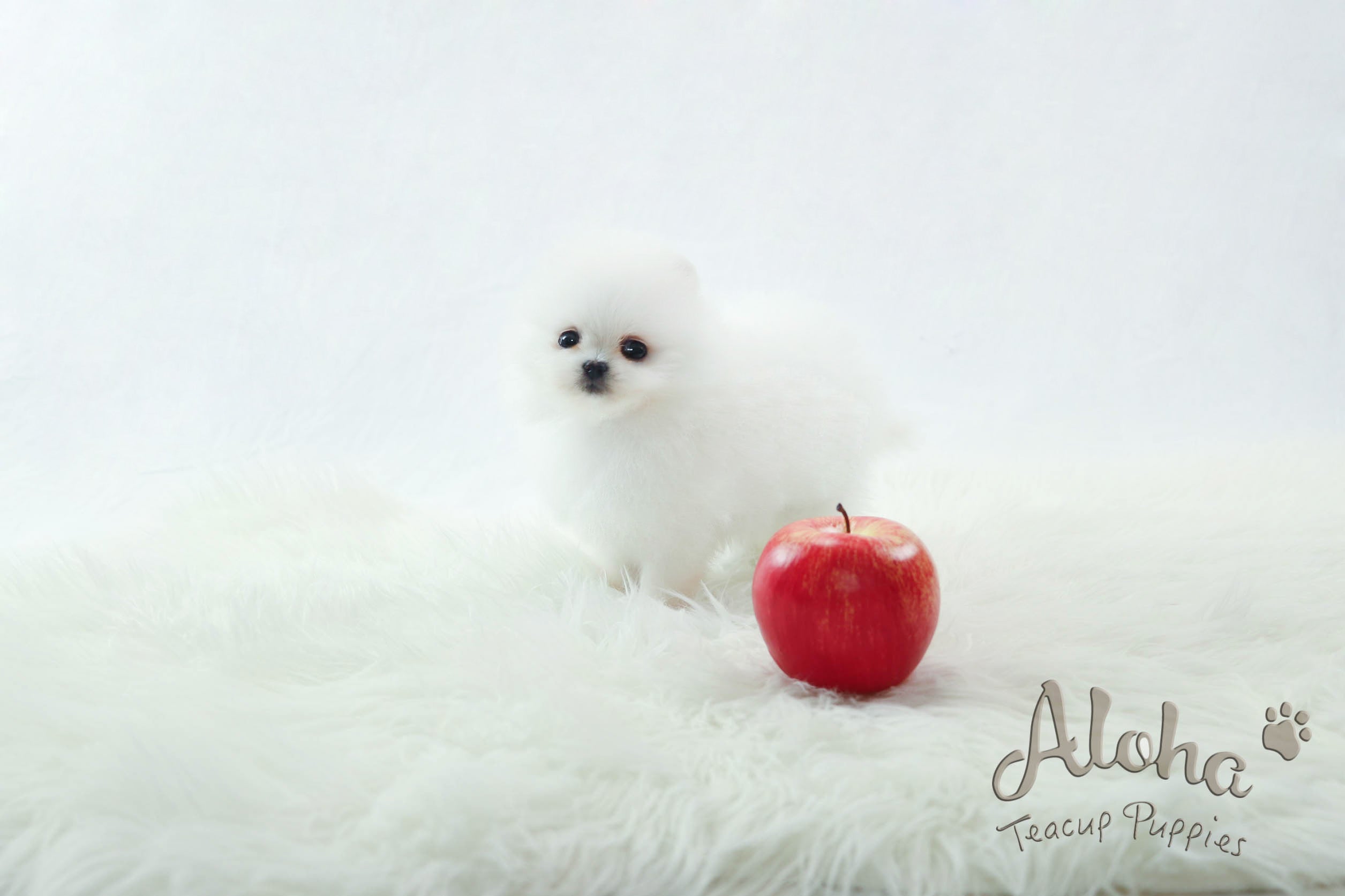 Sold to Dyana, LONDON [TEACUP POMERANIAN]