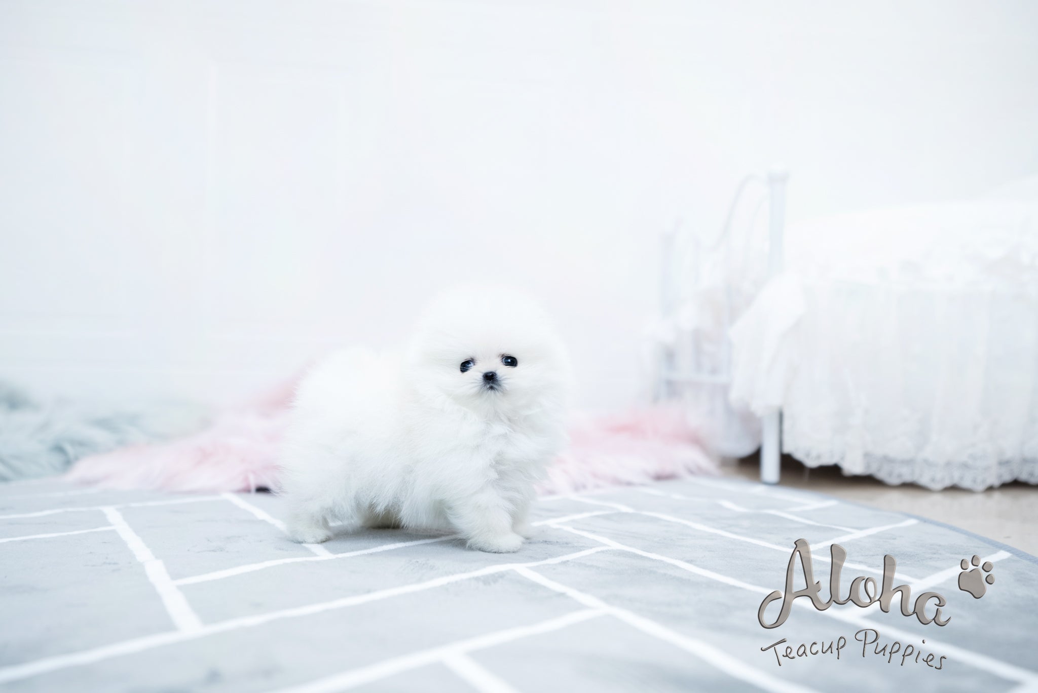 Bear [TEACUP POMERANIAN]