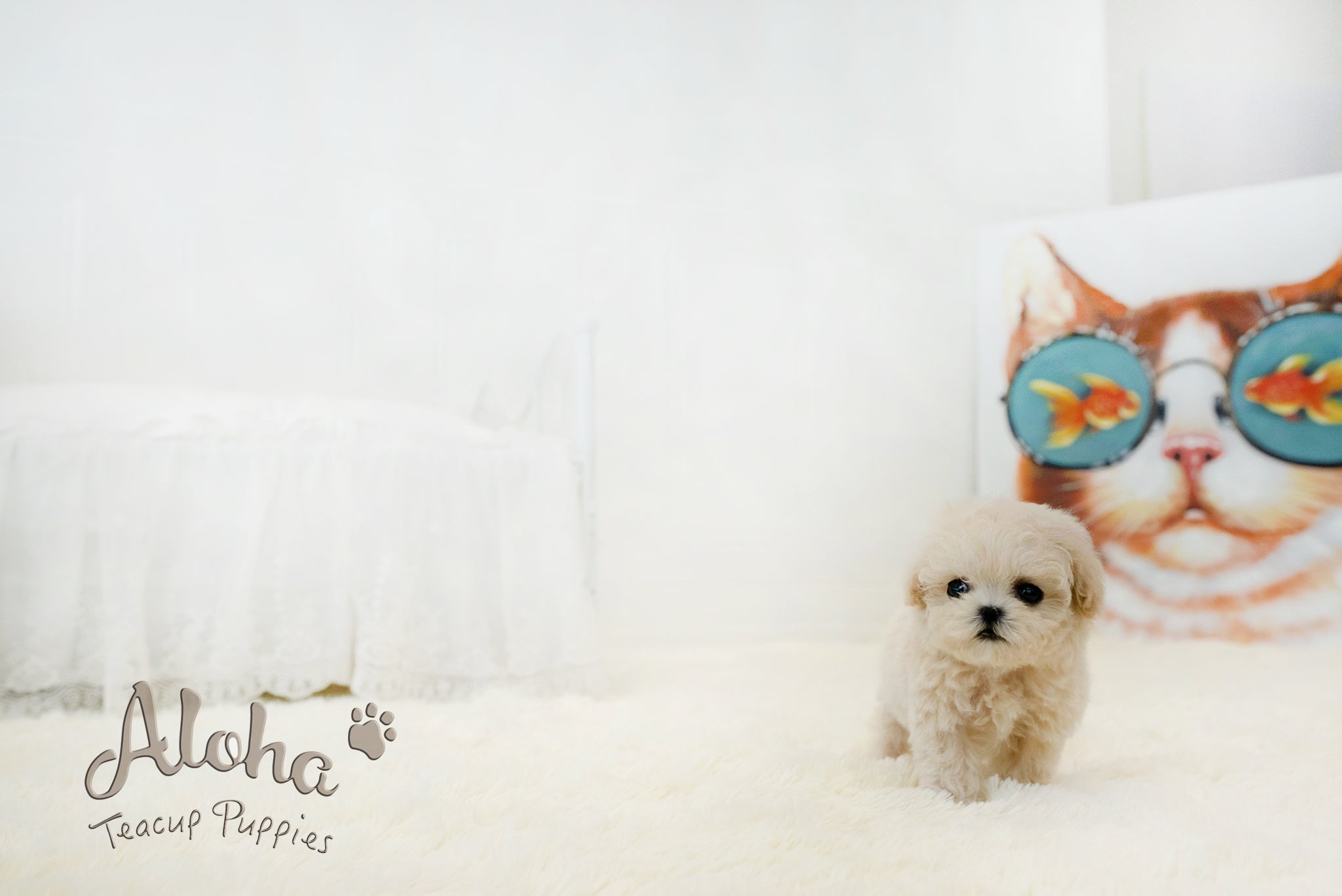 Lily [TEACUP MALTIPOO]