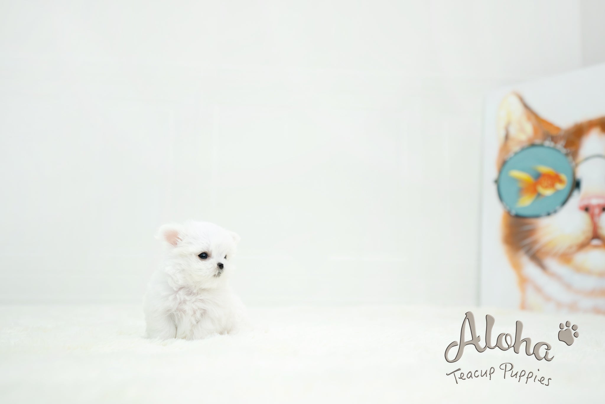 Chloe [TEACUP MALTESE]