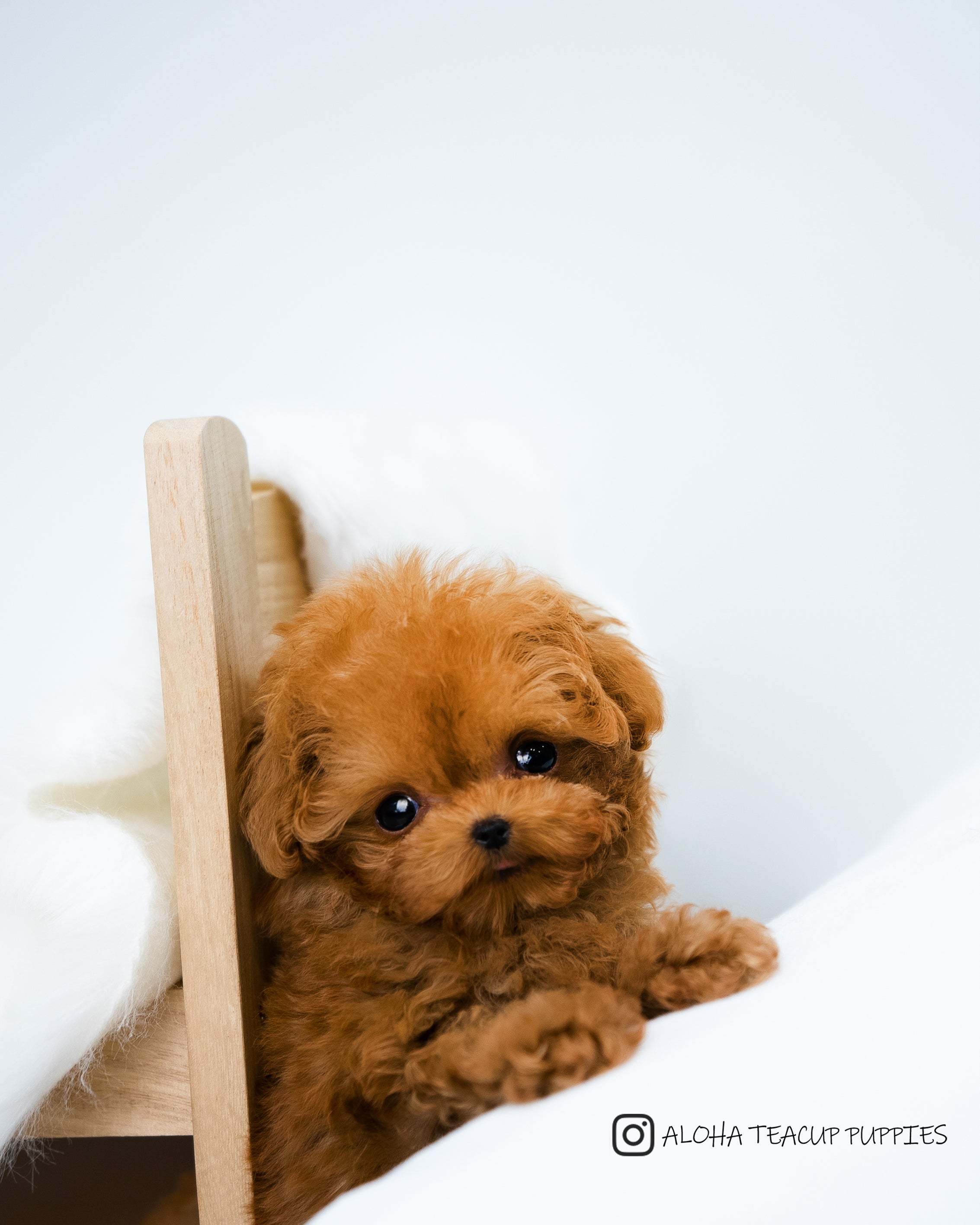 Finn [TEACUP POODLE]