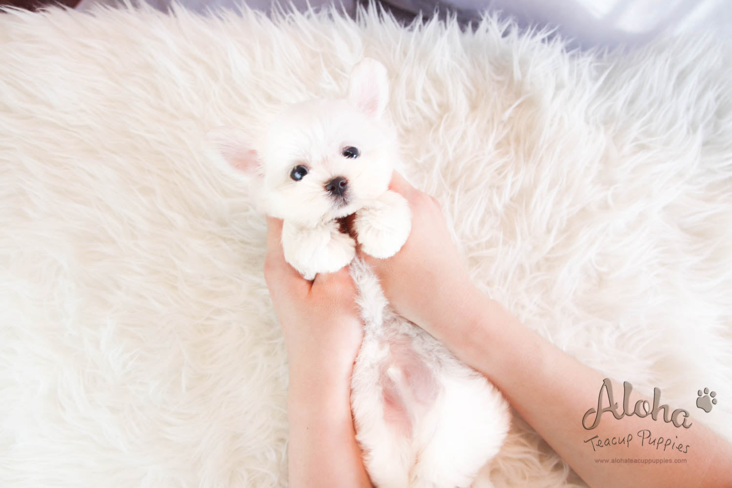 Lucky - [Maltese] - Sold to Beth De Campos