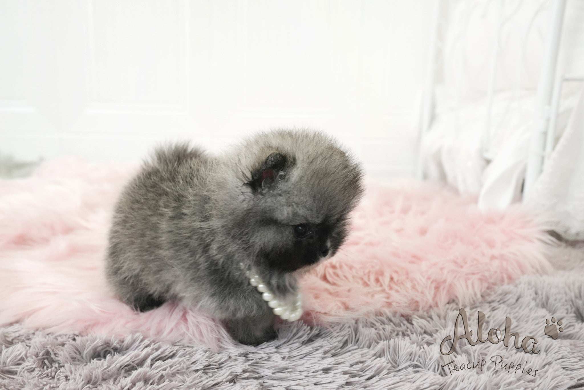 Nero [TEACUP POMERANIAN]