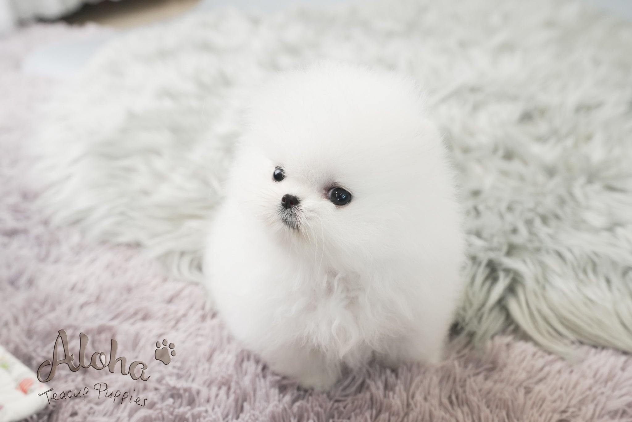 Leah [TEACUP POMERANIAN]