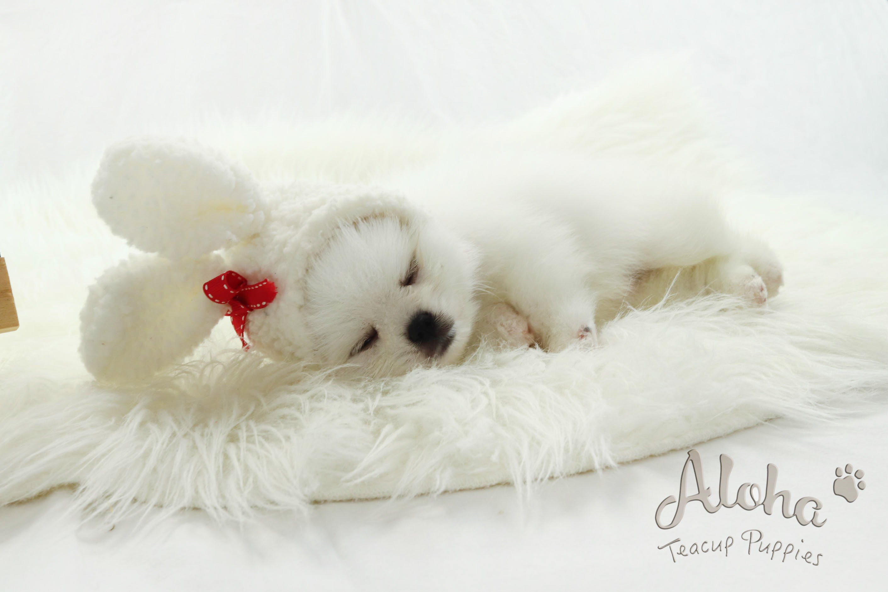 Sold to Barbie, SANTA [Pomeranian]