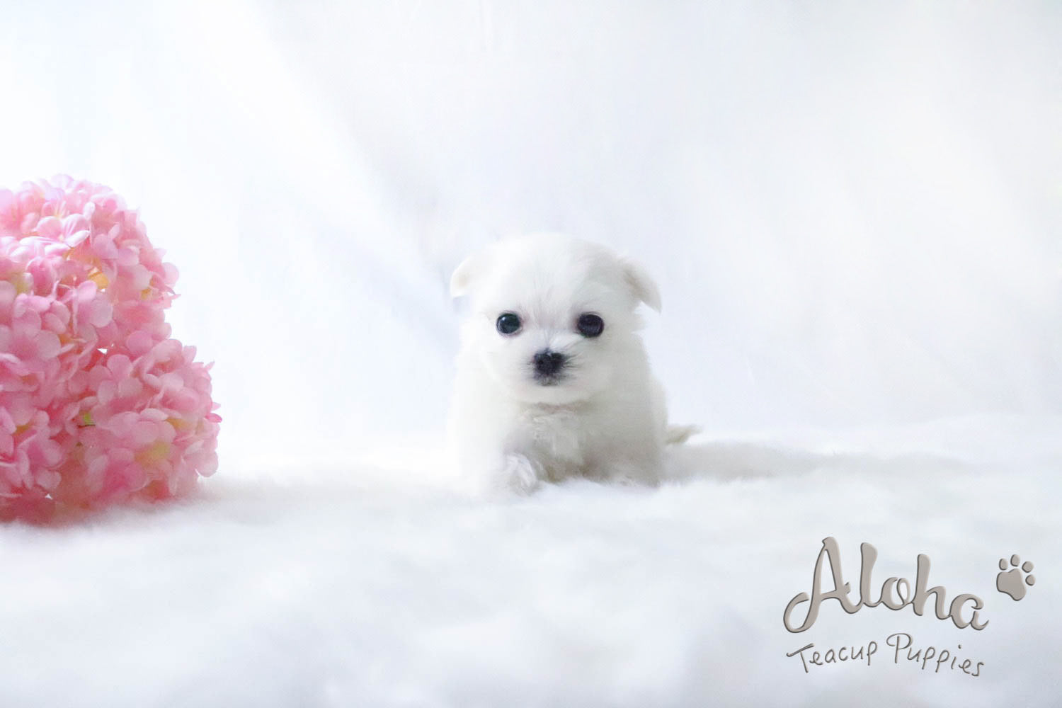 Sold to Alex, LEO - [Teacup Maltese]