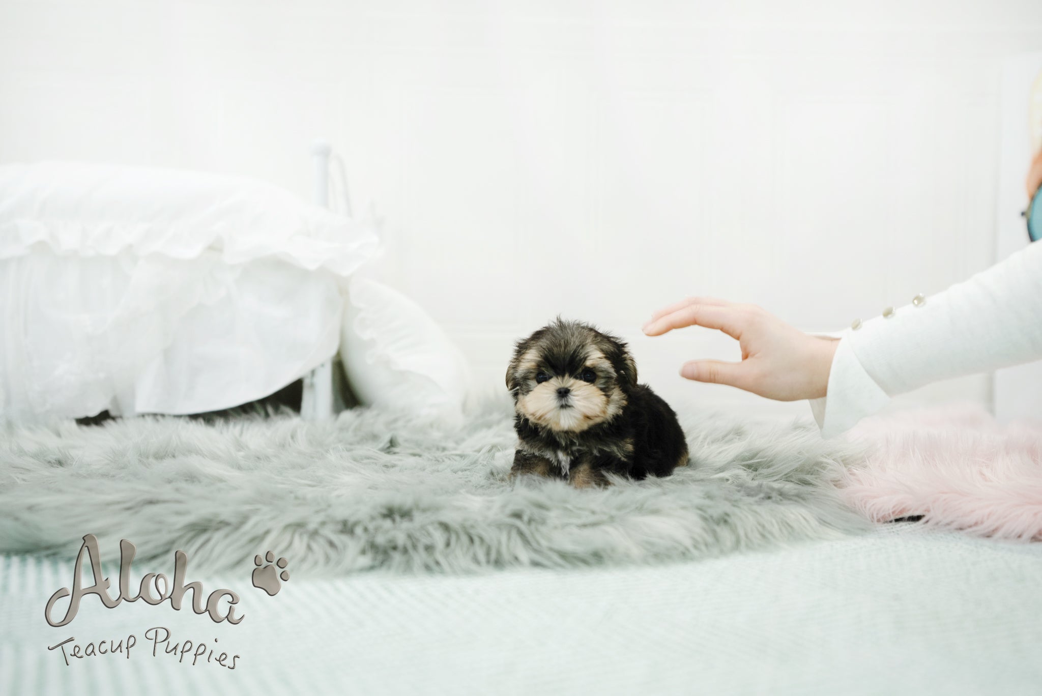 Oliver [TEACUP morkie]