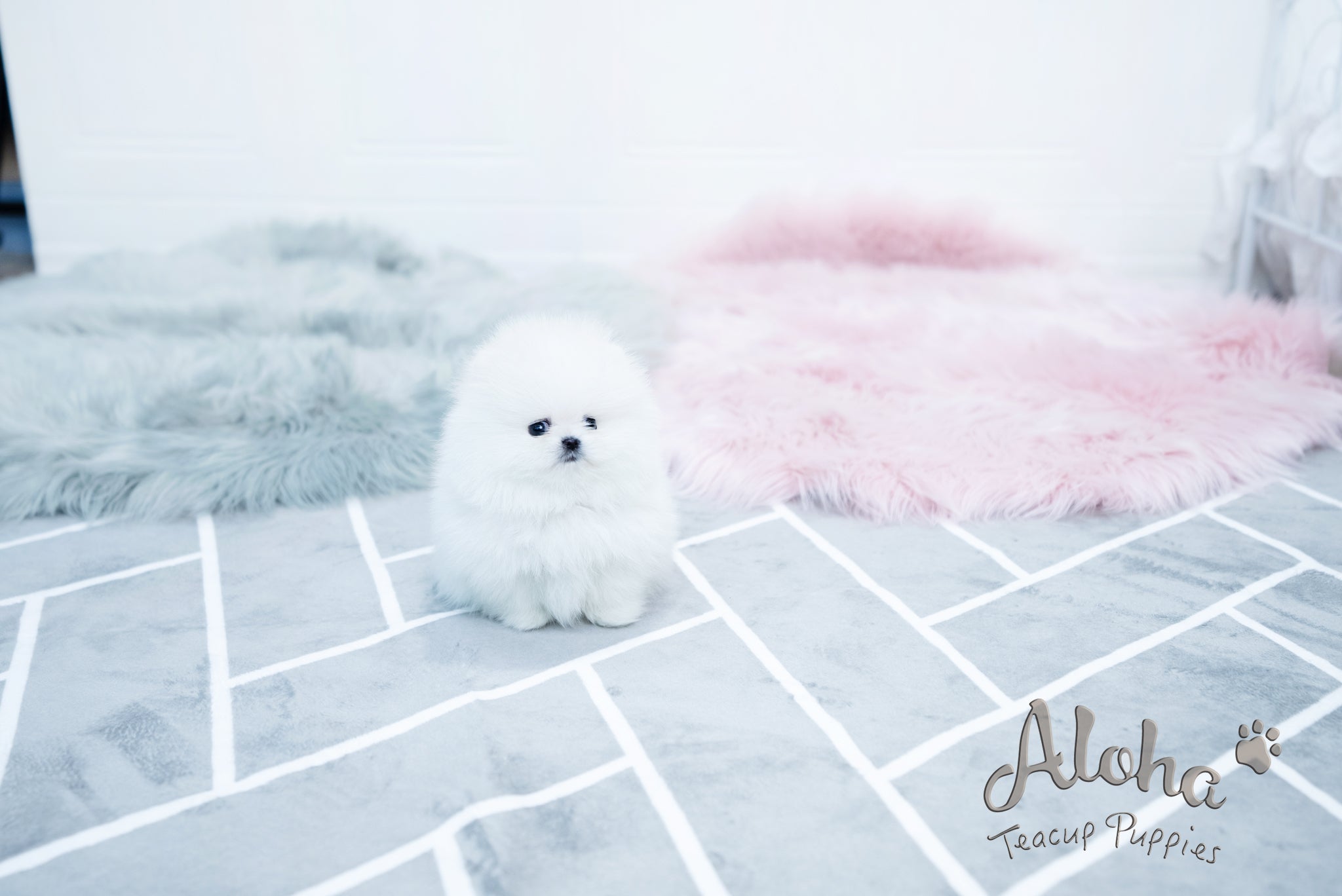Aurora [TEACUP POMERANIAN]