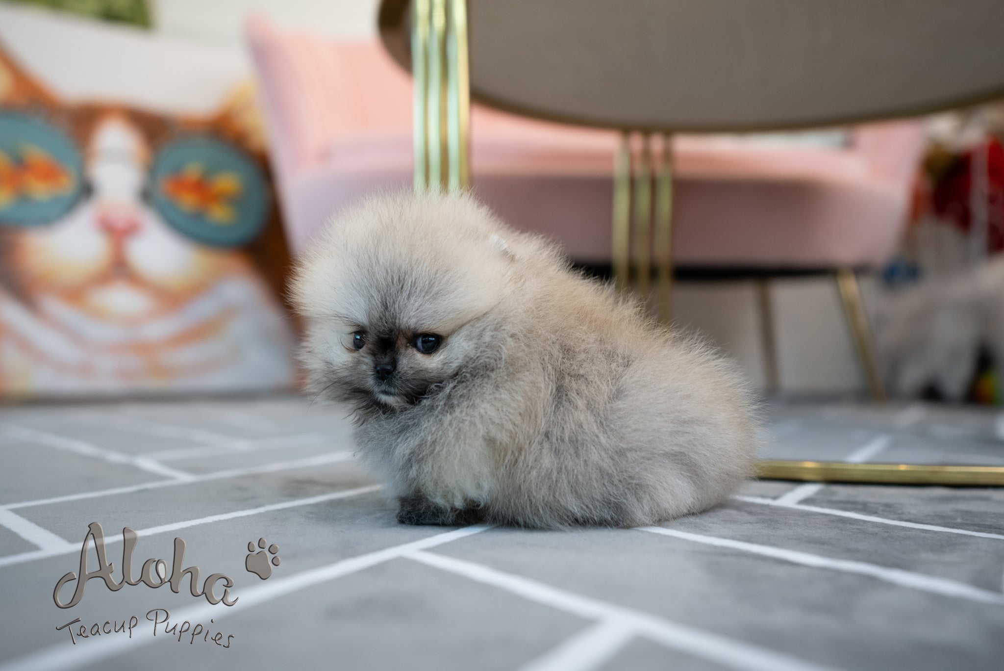 Bianca [TEACUP POMERANIAN]