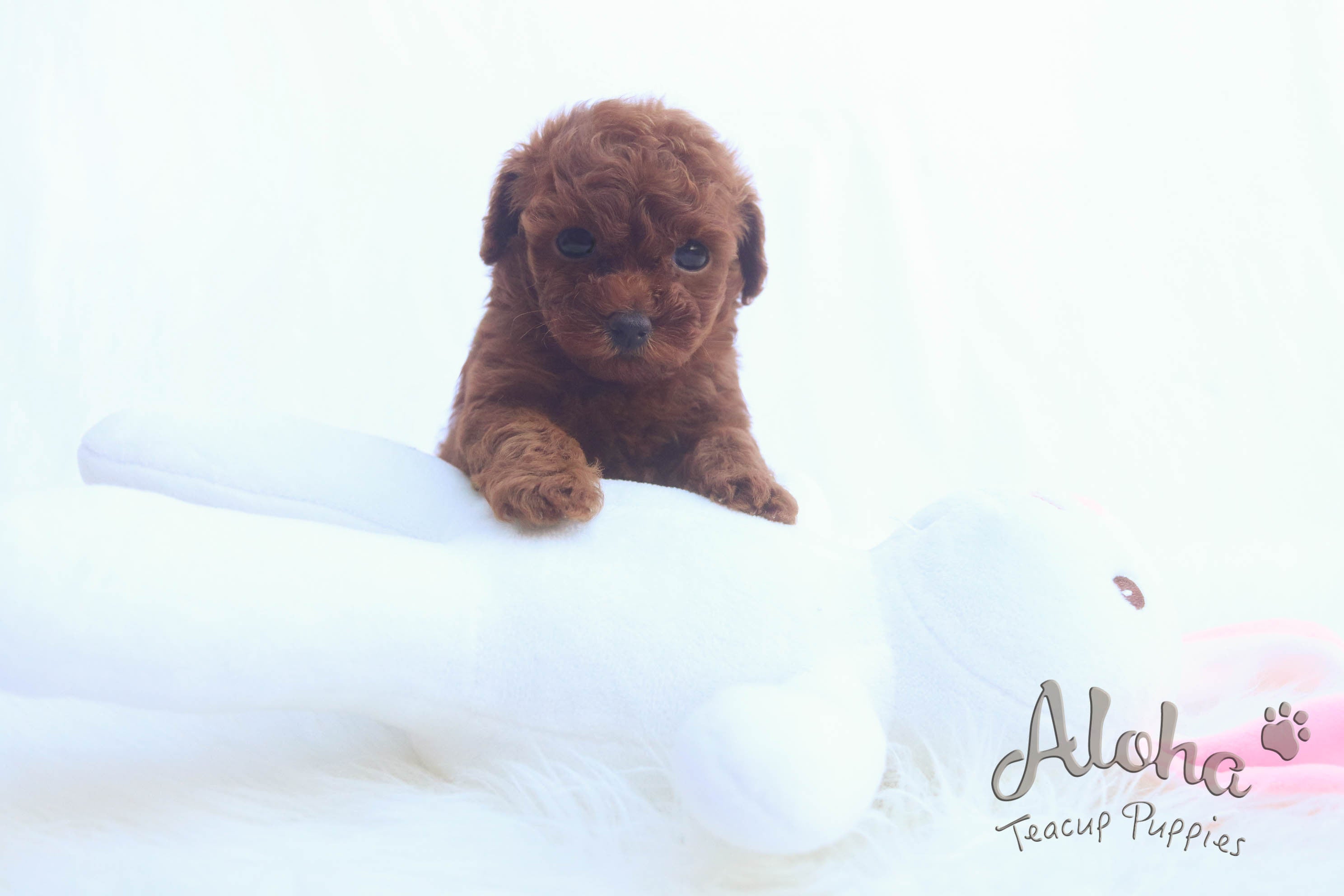Vendido a Xiao, BUDDY [Caniche]