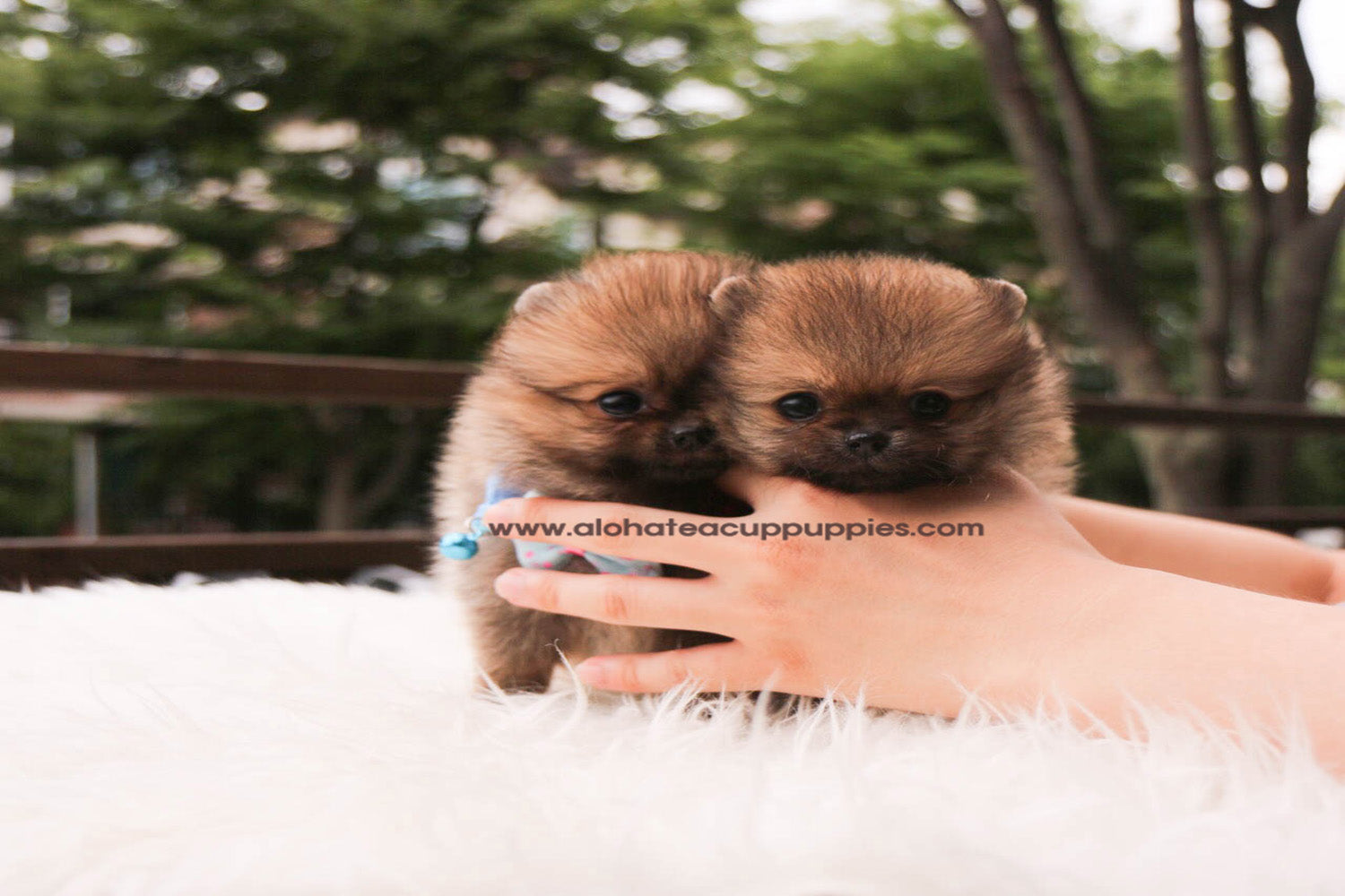 Nicky "blue collar"- [Pomeranian]