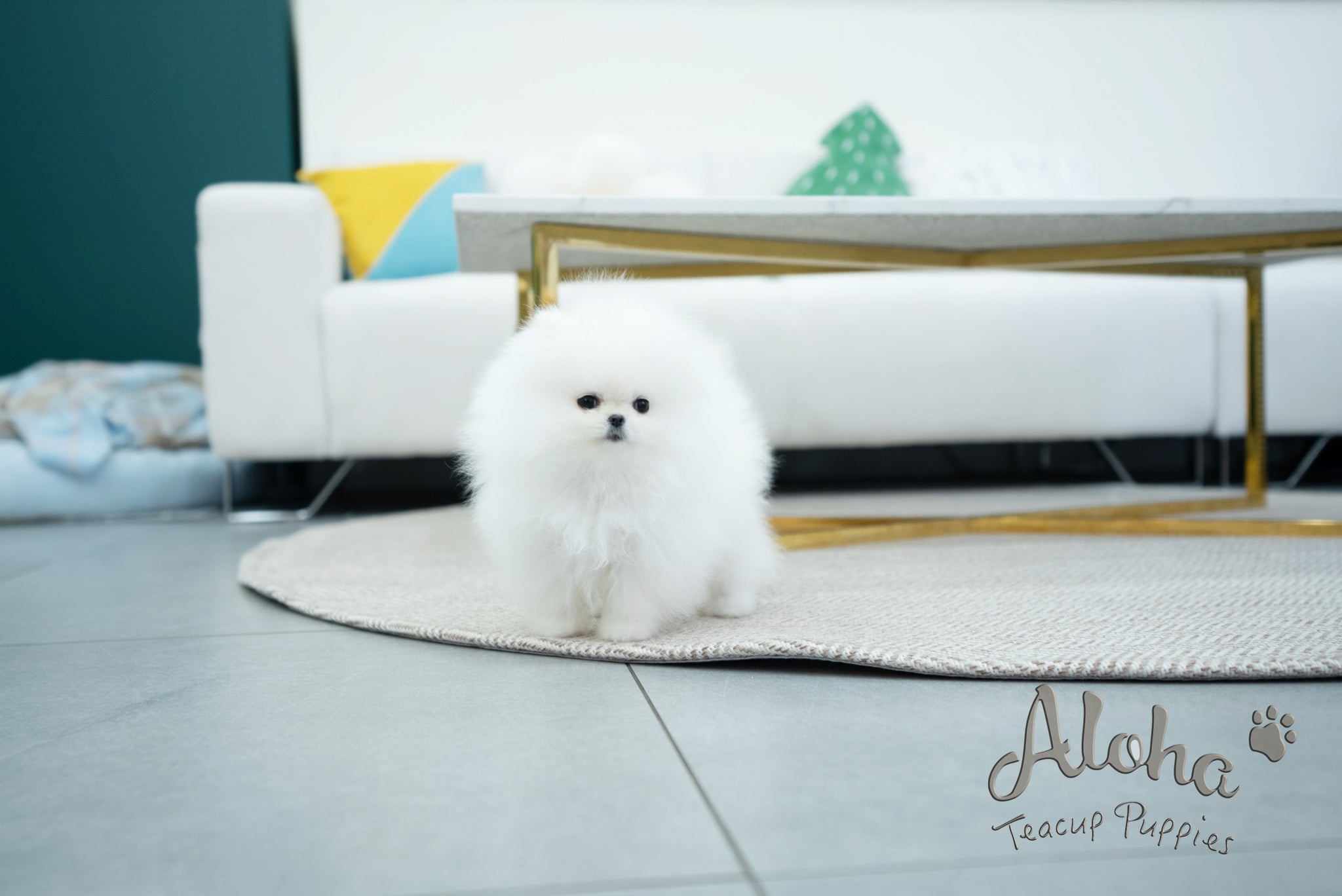 Annabel [TEACUP POMERANIAN]