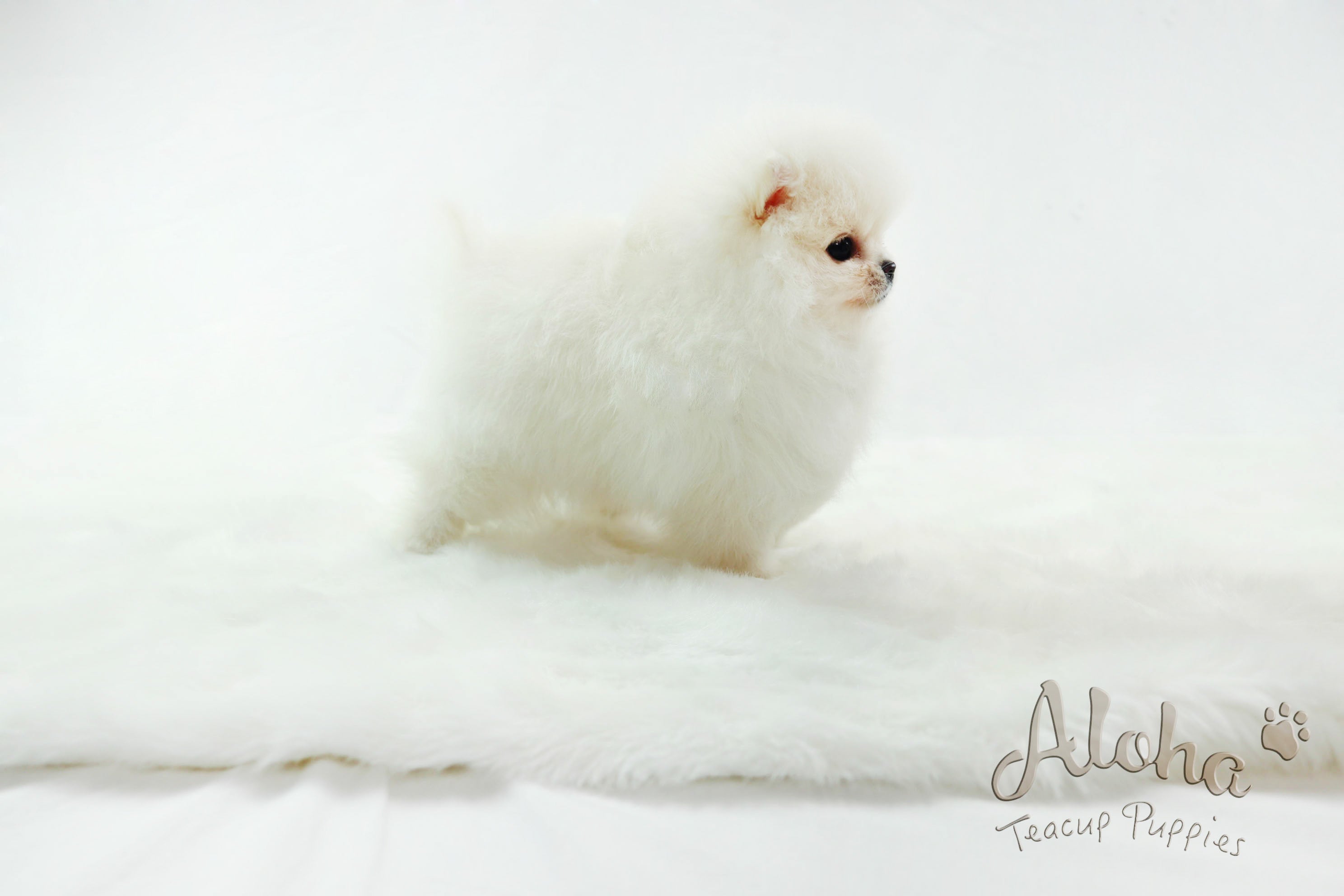 Sold to Nelly , Gucci [Teacup Pomeranian]