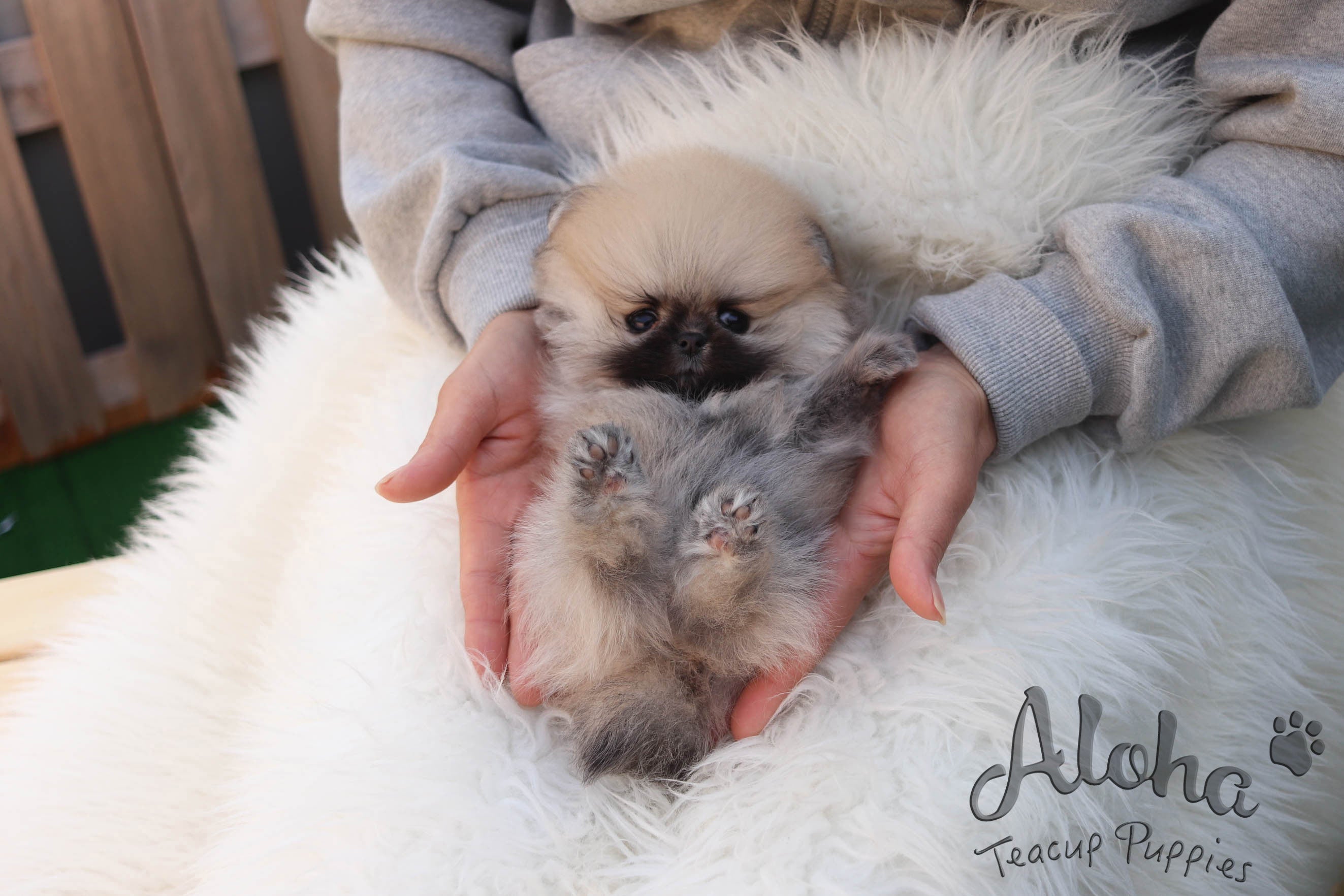 Sold to Timothy, Brownie [TEACUP Pomeranian]
