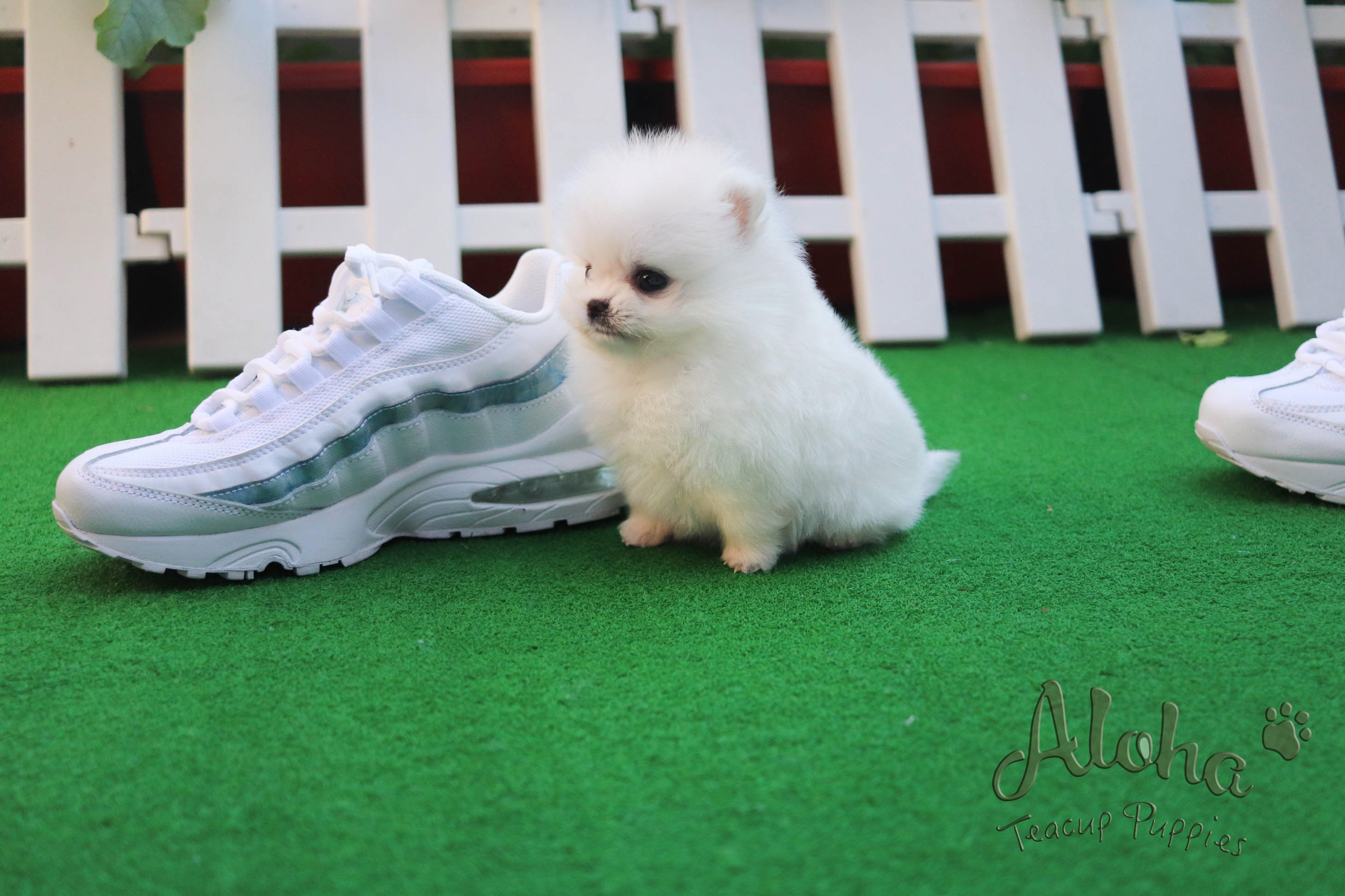 Elsa [TEACUP POMERANIAN]