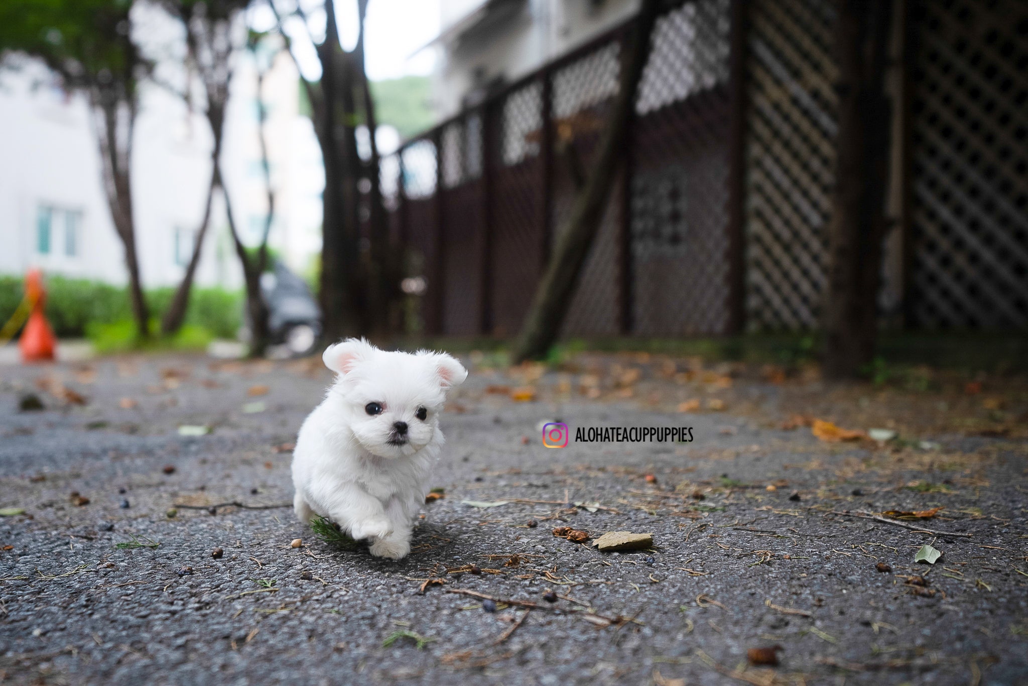 Dan [TEACUP MALTESE]