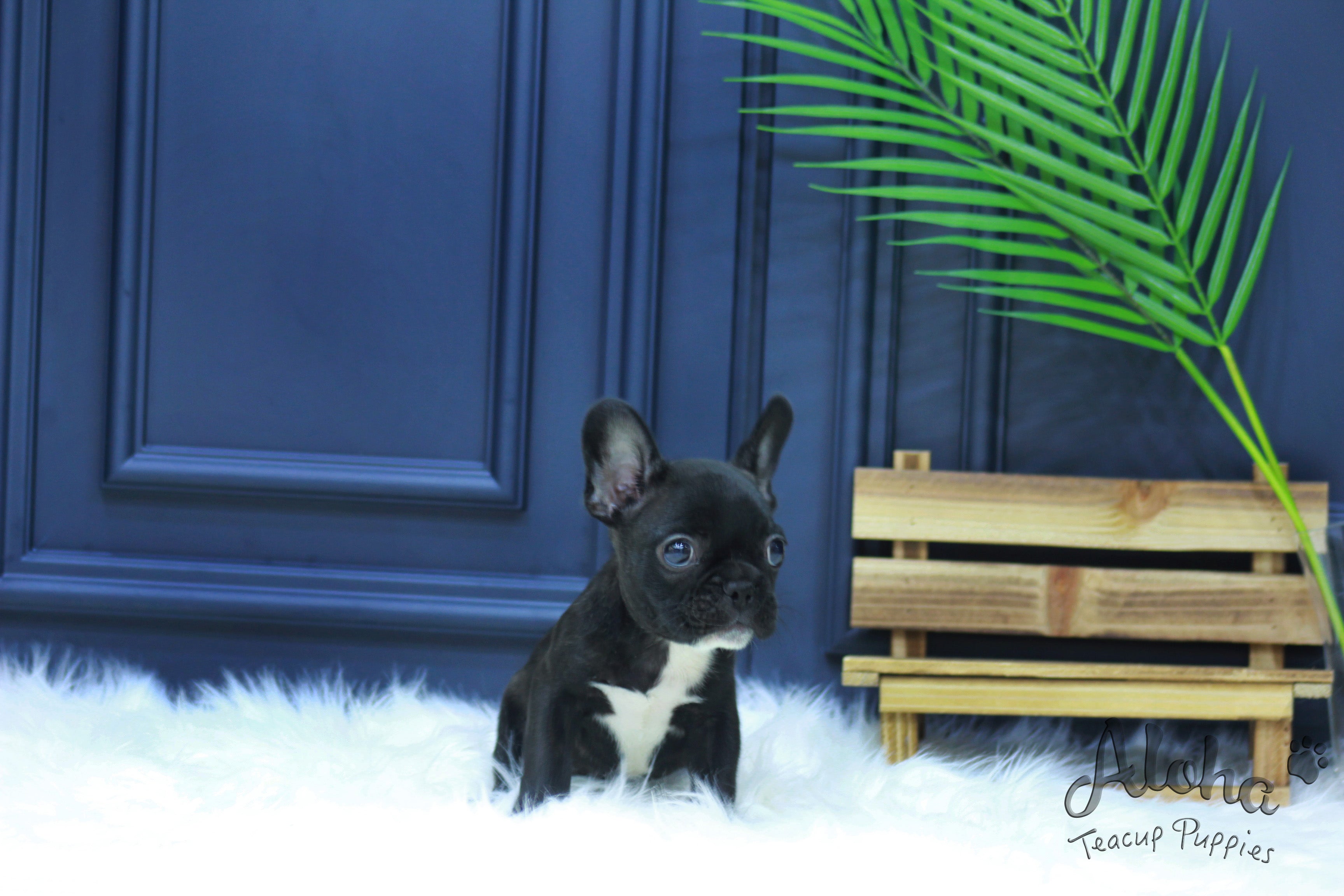 Vendido a Jessie, Baxter [French Teacup]