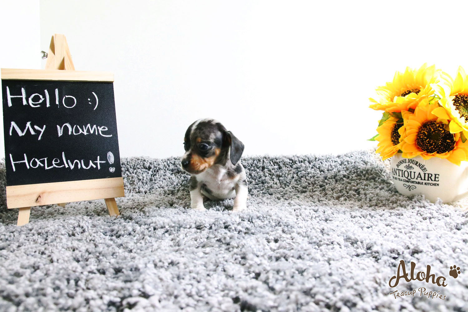 Vendido a Laura, Avellana - [Dachshund]