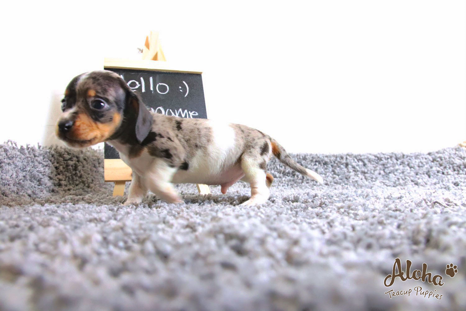 Vendido a Laura, Avellana - [Dachshund]