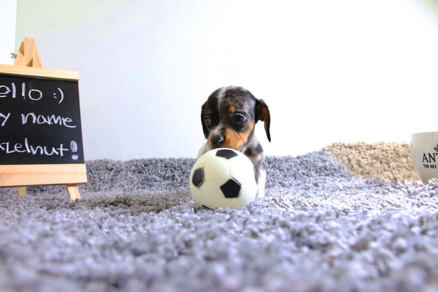 Vendido a Laura, Avellana - [Dachshund]