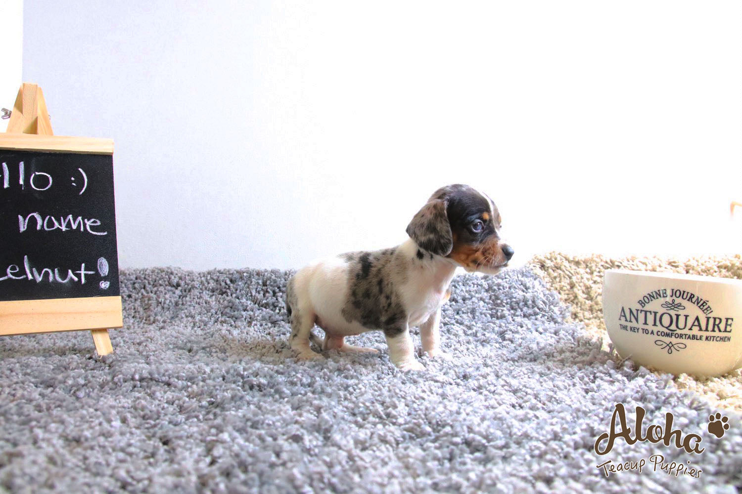 Vendido a Laura, Avellana - [Dachshund]