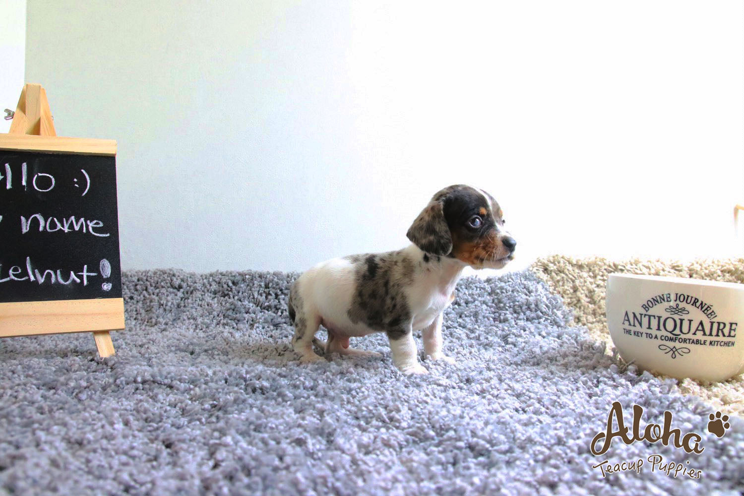 Vendido a Laura, Avellana - [Dachshund]