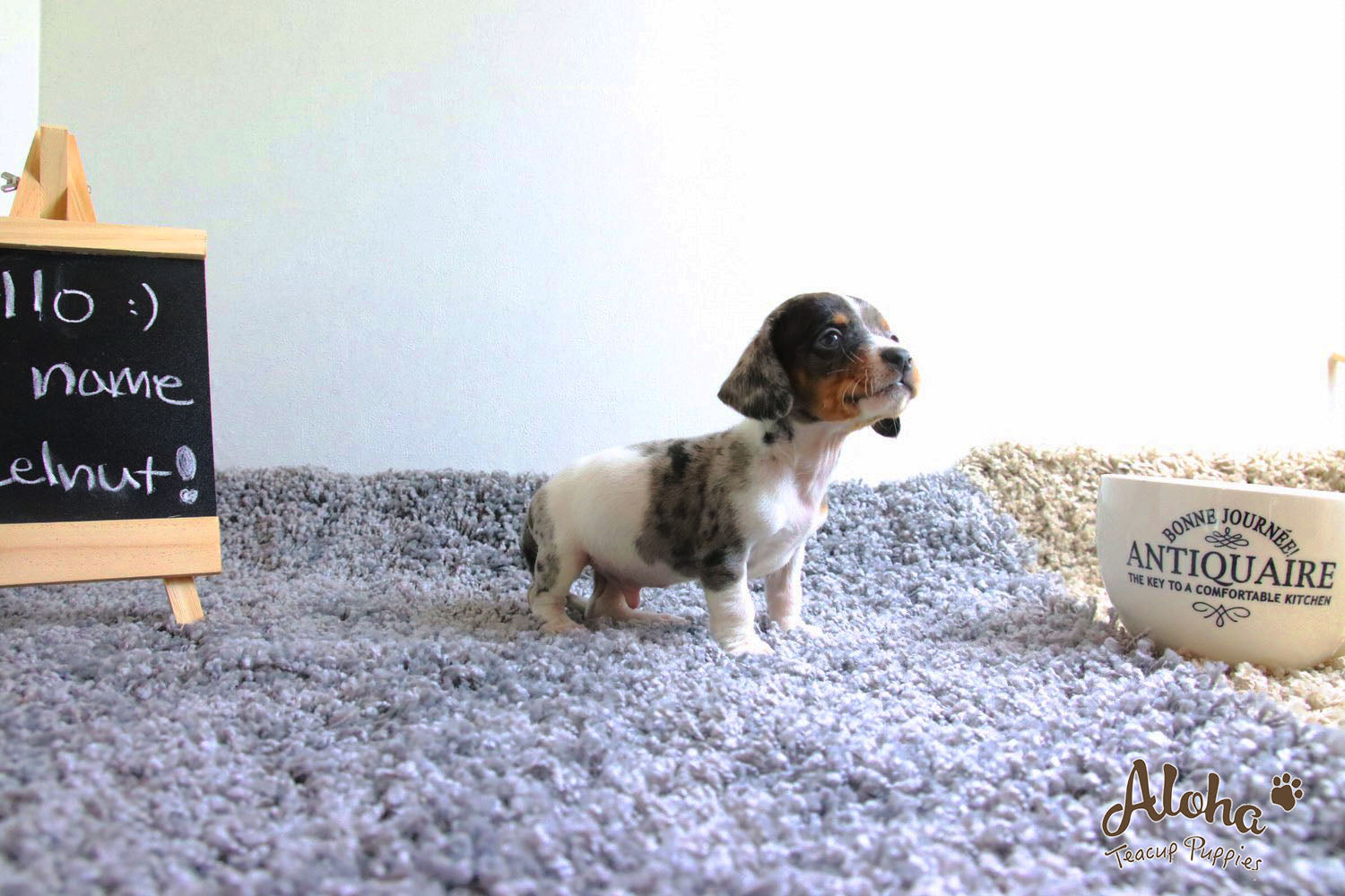 Vendido a Laura, Avellana - [Dachshund]