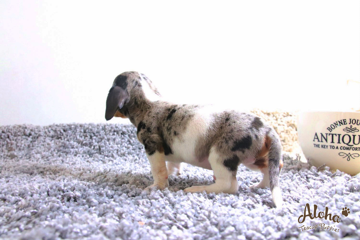 Vendido a Laura, Avellana - [Dachshund]