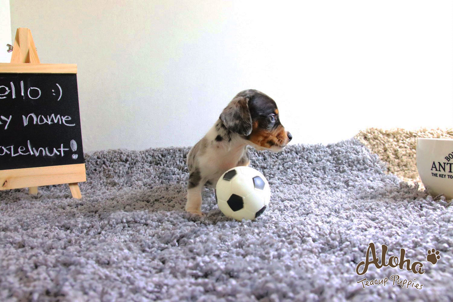 Vendido a Laura, Avellana - [Dachshund]