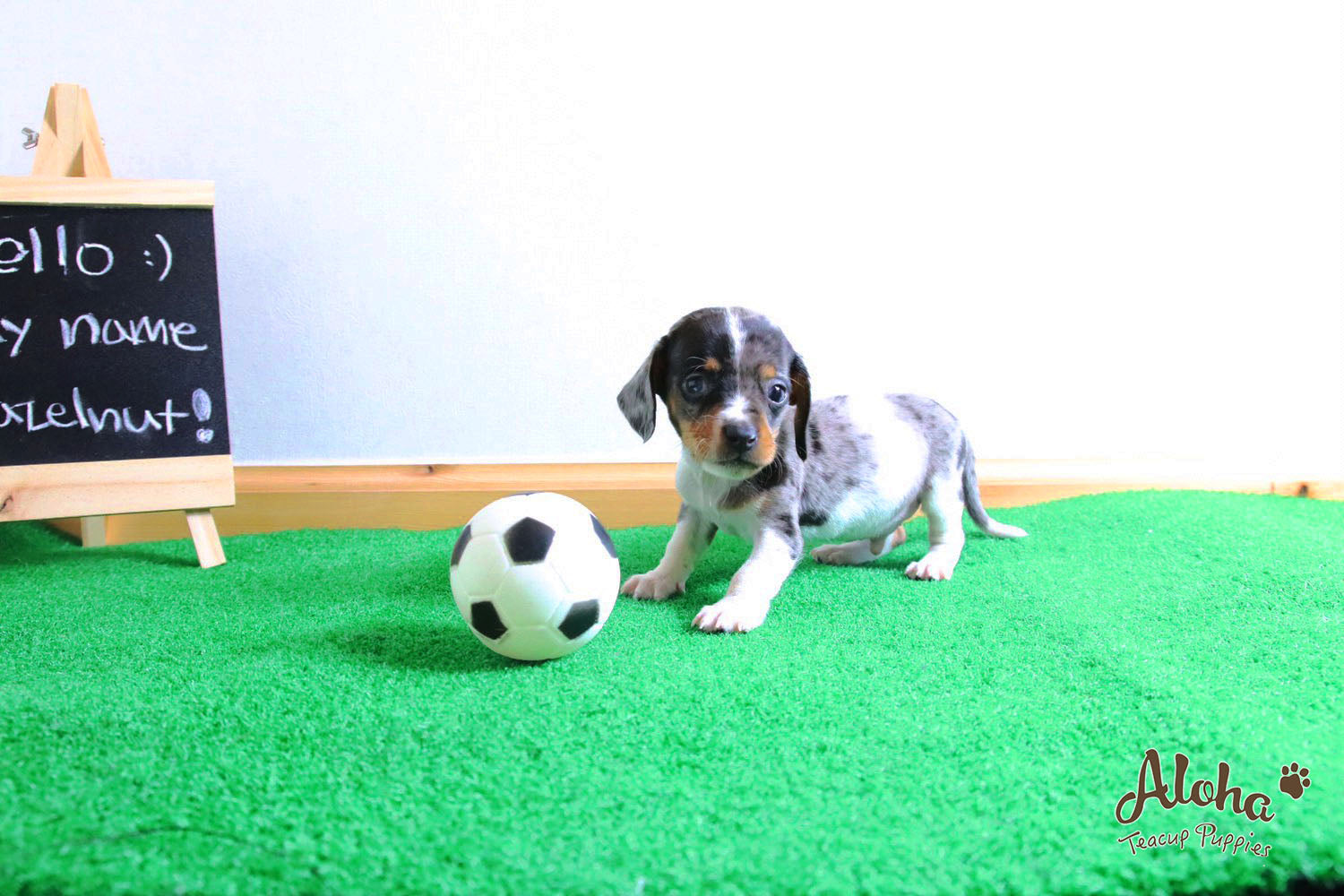 Vendido a Laura, Avellana - [Dachshund]