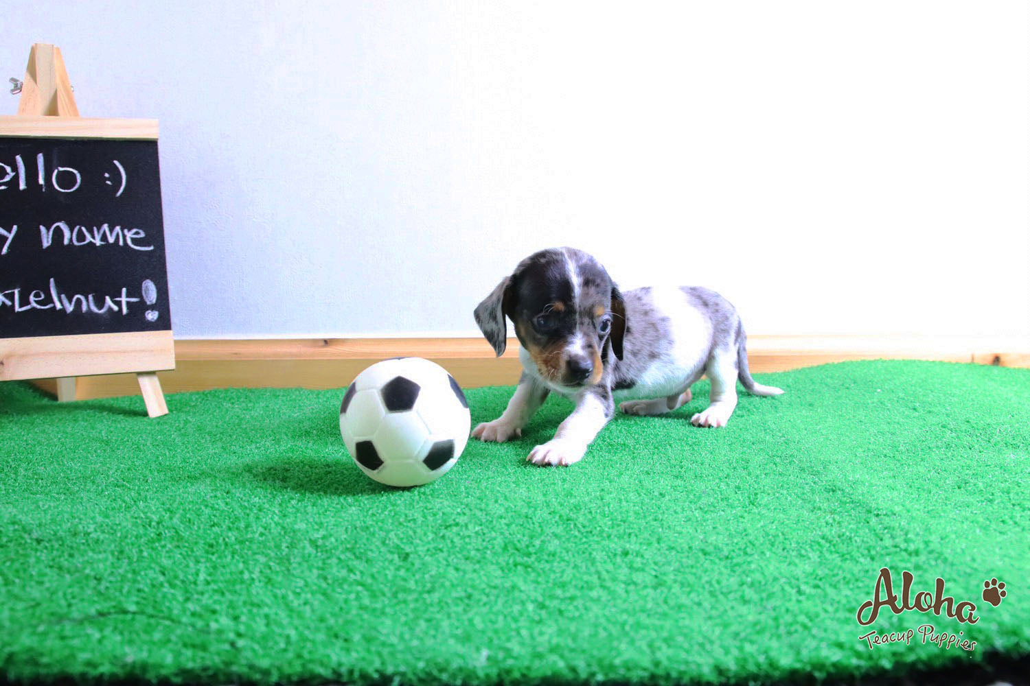 Vendido a Laura, Avellana - [Dachshund]