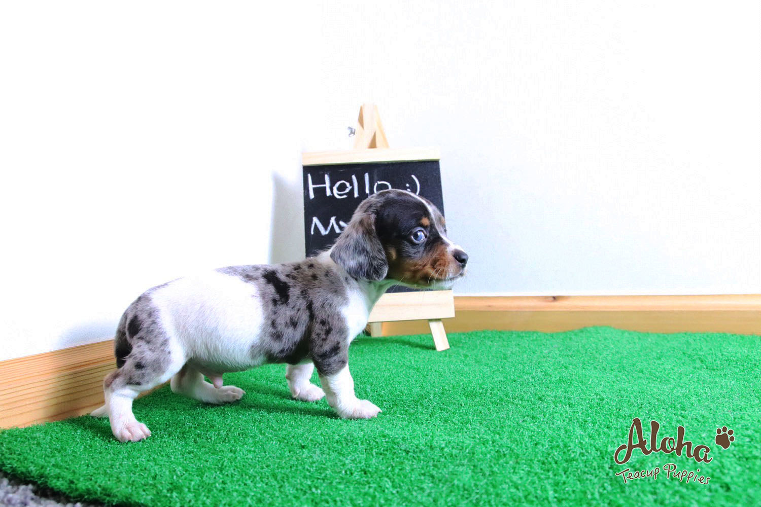 Vendido a Laura, Avellana - [Dachshund]
